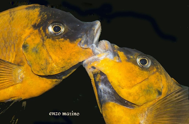 Petrochromis sp. 'red' Mahale Mountains NP